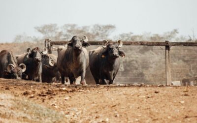Empreender no Brasil: Coragem ou Loucura?